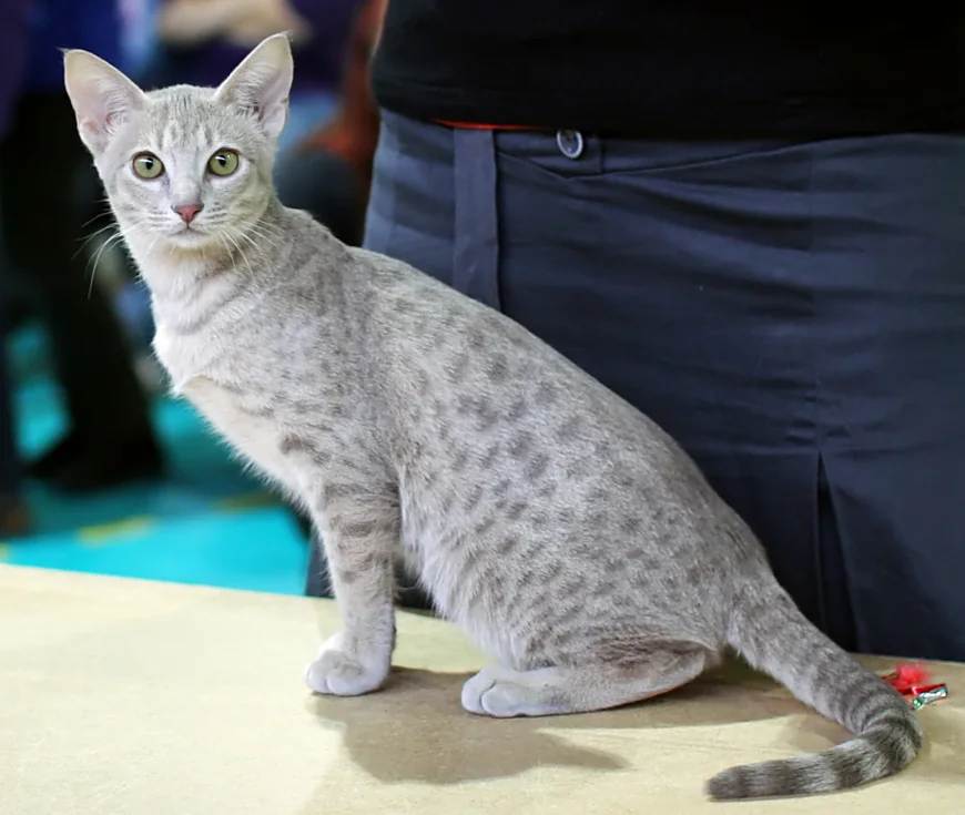 オシキャット
