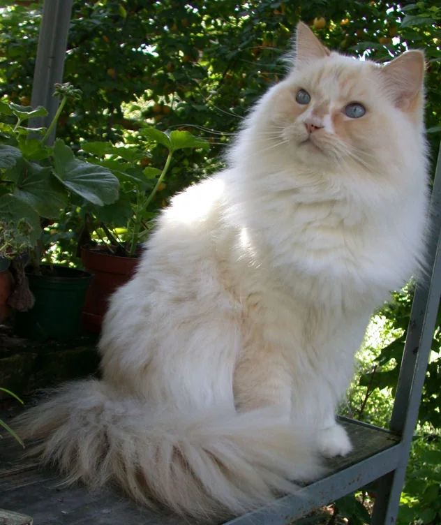 現実的な猫の飼育予算には何を含めるべきでしょうか？