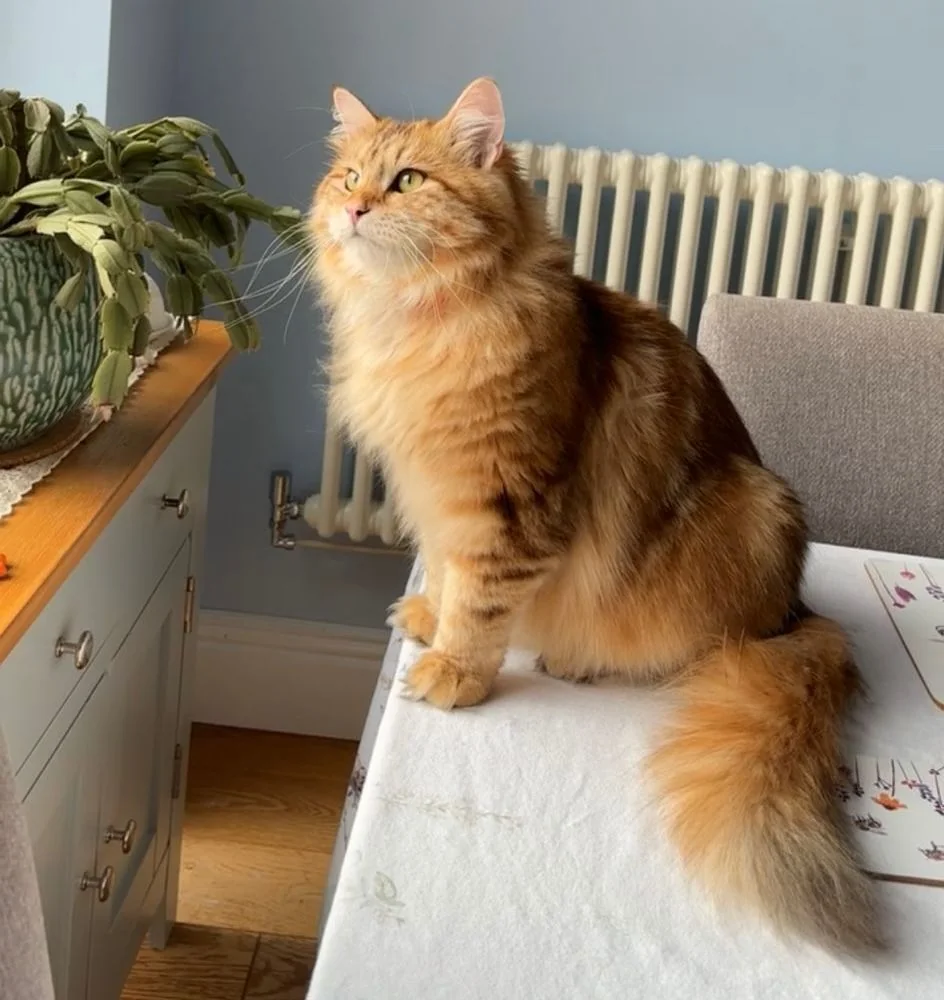 窓、バルコニー、そして好奇心旺盛な室内飼いの猫