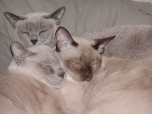 トンキニーズ
