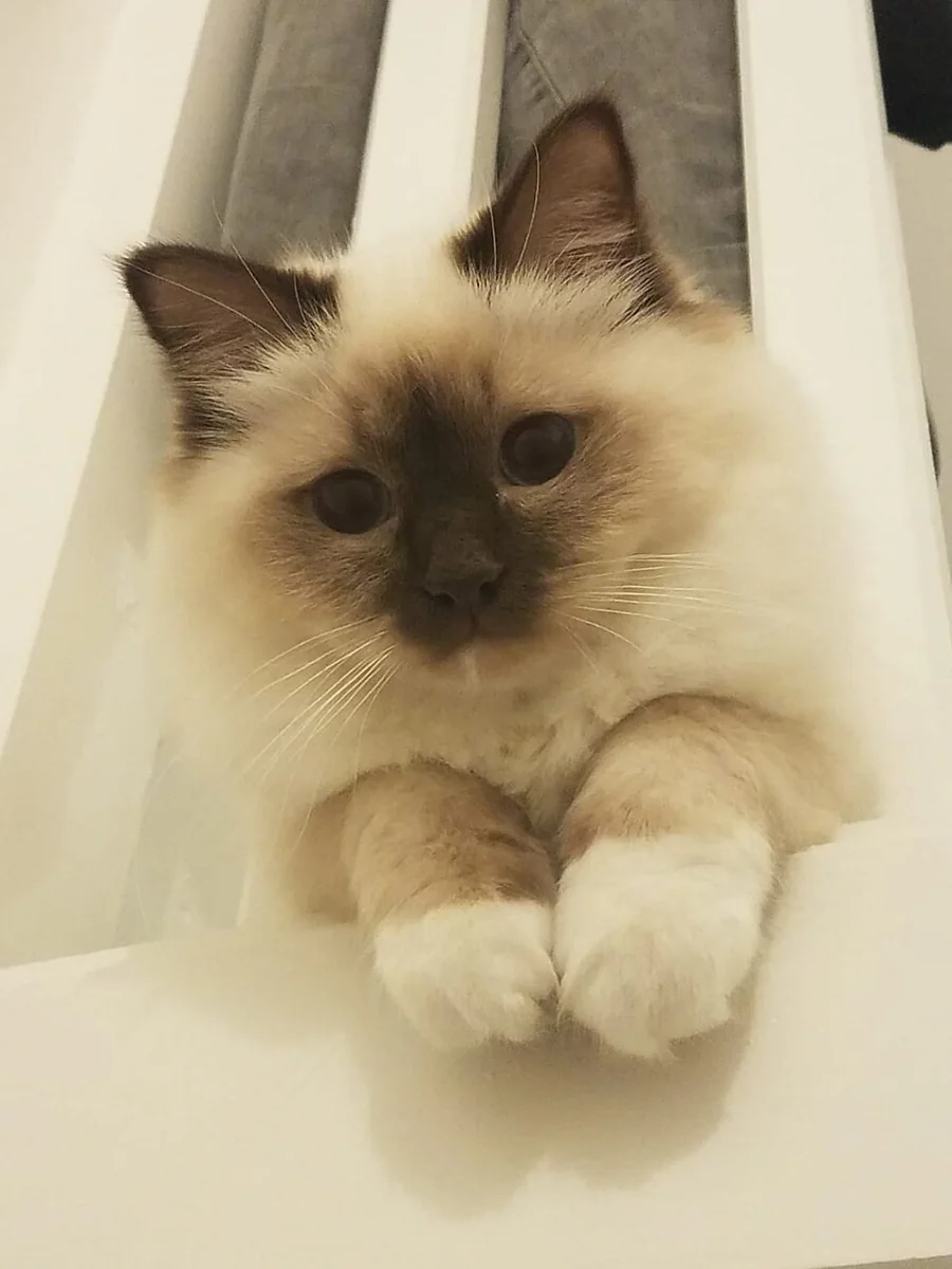 バーマン