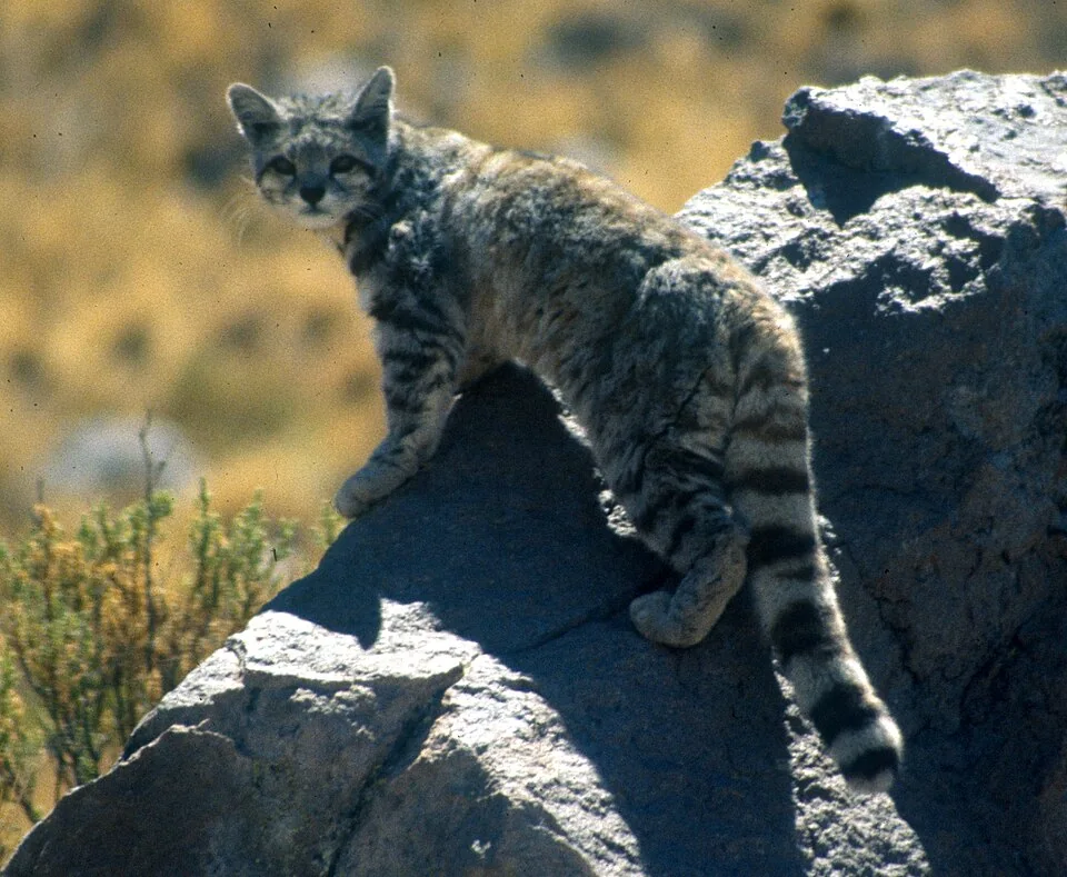 アンデス山猫