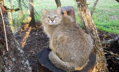 パンパスキャット