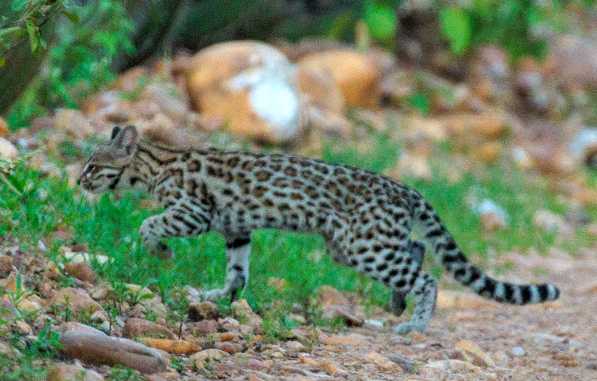 北タイガーキャット