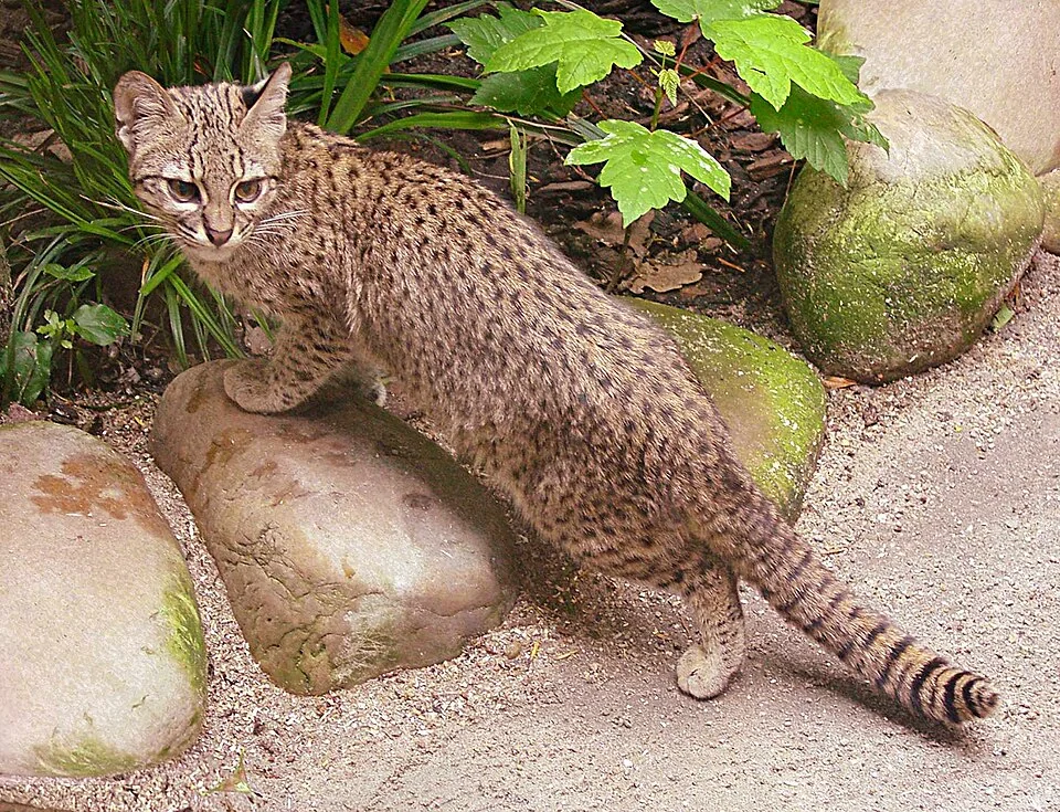 ジェフロワの猫