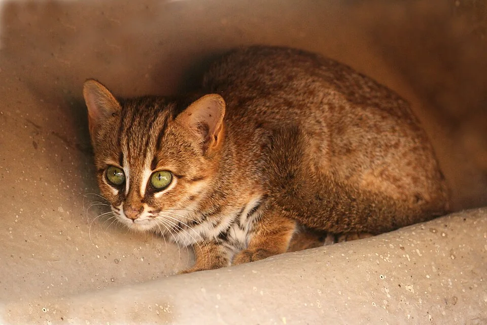 サビ色の斑点模様の猫