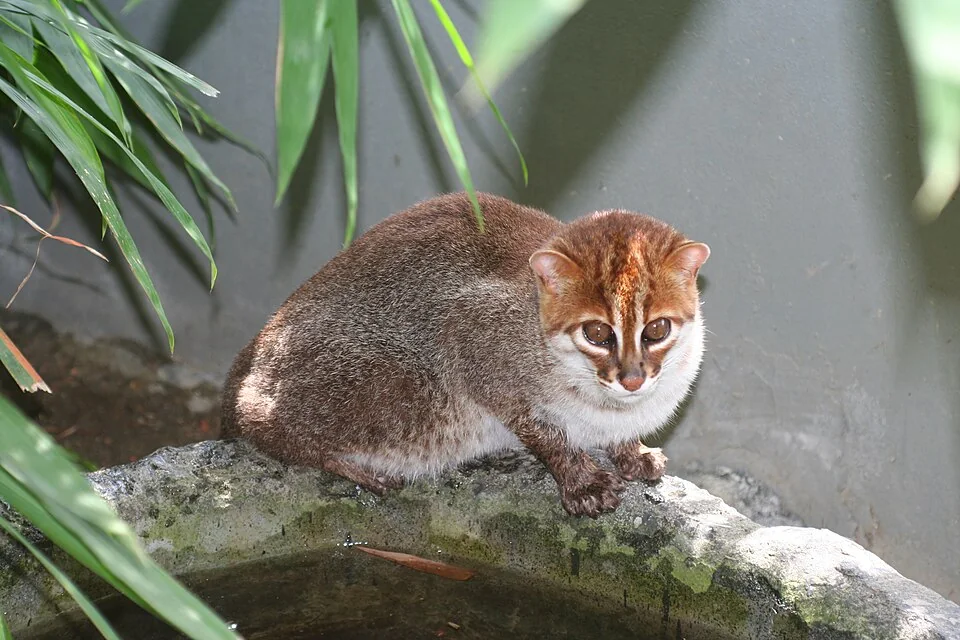 平たい頭の猫