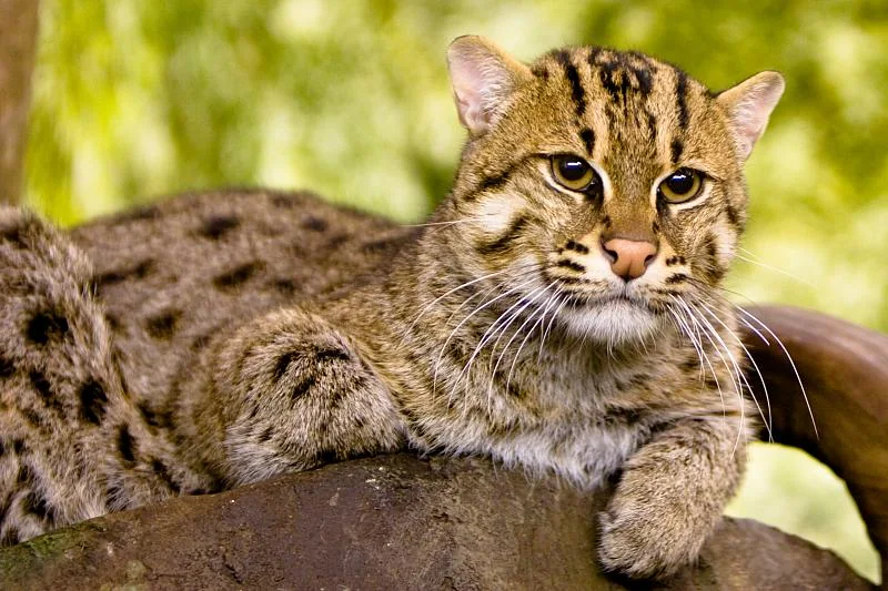 釣り猫