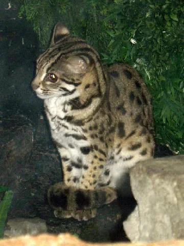 ヒョウネコ