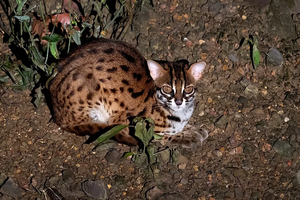 スンダヒョウネコ