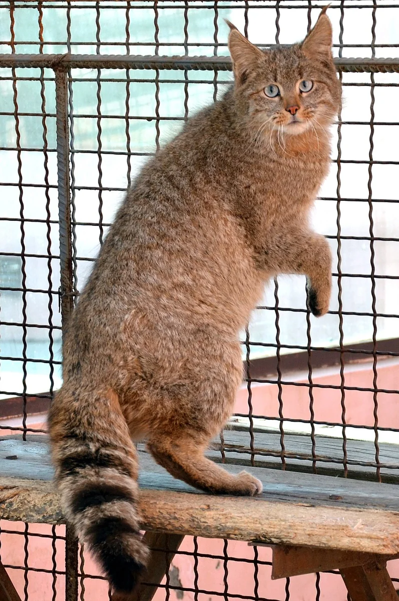 中国山猫