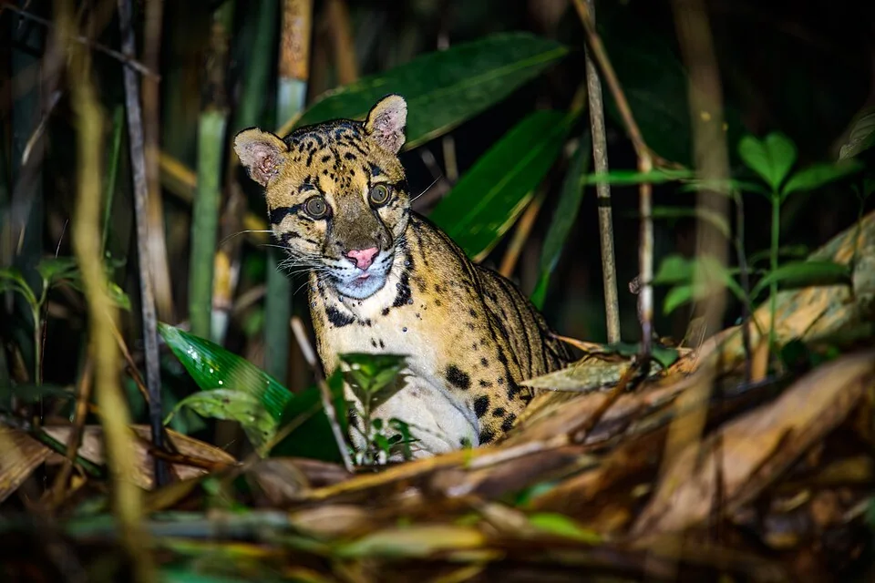 ウンピョウ