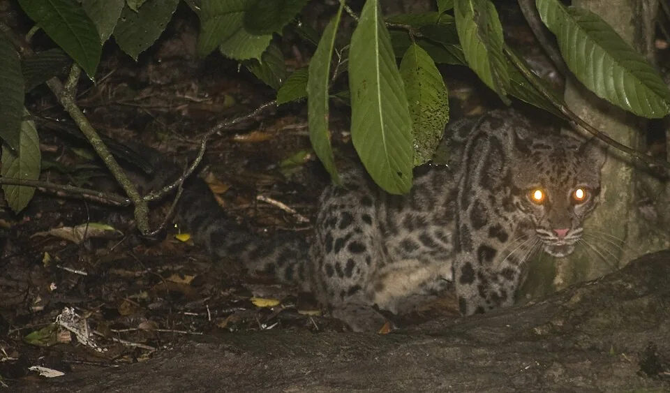 スンダウンピョウ